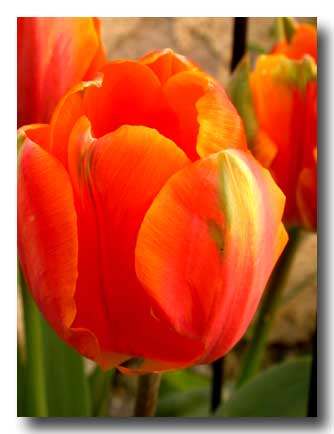 photo tulipe avril 2014 0 copie