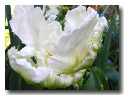 photo tulipe avril 2015 0 copie 1