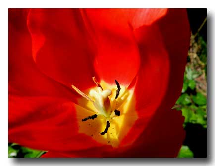 photo tulipe avril 2015 0 copie