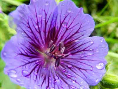 photo geranium violet mai copie