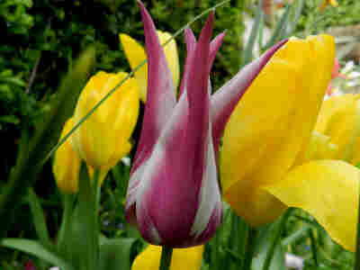 photo tulipe fleur de lis mars 2022 (1)